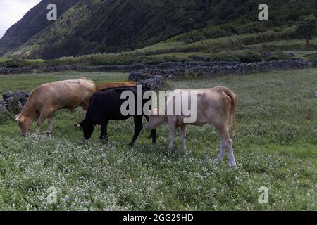 Vaches en pâturage dans la Faja dos Cubres dans l'île de Sao Jorge, Açores Banque D'Images