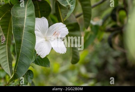 Une fleur d'hibiscus rosa sinensis blanche pleine fleur sous les feuilles de mangue dans le jardin de près avec l'espace de copie Banque D'Images