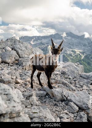 Chamois, Rupicapra rupicapra tatranica, sur la colline rocheuse, pierre en arrière-plan, Alpes juliennes, Italie. Scène de la faune avec un animal de corne Banque D'Images