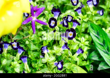 Vue rapprochée du dessus des fleurs de triangle bleu ou des fleurs de torenia dans le jardin avec une mise au point sélective Banque D'Images