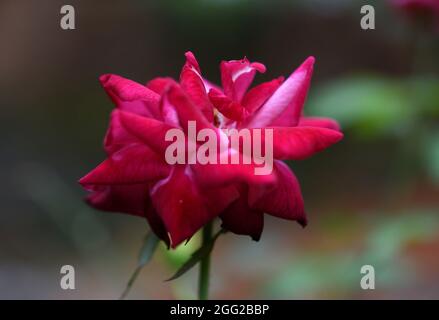 fleur rose colorée dans le jardin Banque D'Images