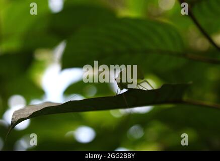 sauterelle sur fond vert, vue macro Banque D'Images