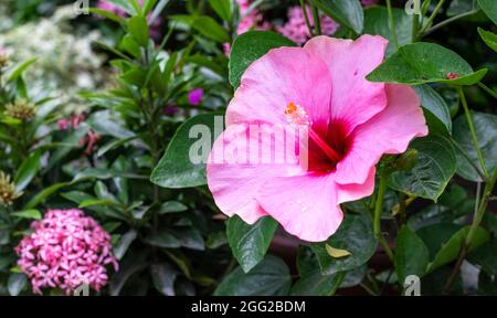 Hibiscus rose et rouge entièrement fleuri rosa sinensis ou joba fleur dans le jardin de l'arbre Banque D'Images