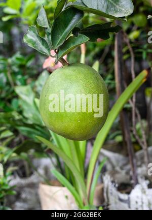 Fruits de pomelo biologique crus verts sur l'arbre dans le jardin Banque D'Images