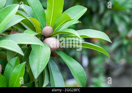 Fruits sains de sapodilla brune poussant sur l'arbre dans le jardin Banque D'Images