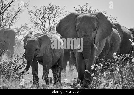 Troupeau d'éléphants d'Afrique (Loxodonta africana) marchant vers la caméra en Namibie. Safari animaux noir et blanc. Banque D'Images