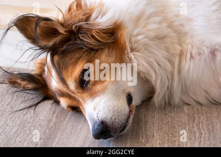 Sleepy grec berger chien blanc couleur avec tête brune mignon femme domestique animal de compagnie sur le sol en marbre de la maison. Banque D'Images