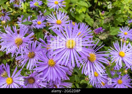 Aster Frikartii 'Monch' herbacé vivace bleu-lavande dans une bordure herbacée. Banque D'Images