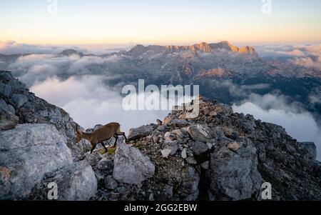 Chamois, Rupicapra rupicapra, sur le mont rocheux Jod di Montasio à Alpi Giulie, Friuli, Italie. Scène de la faune dans la nature. Animal Banque D'Images