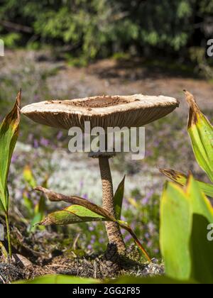 Intéressant brun gros tabouret tête de champignon sur la jambe mince dans l'herbe haute en automne forêt lettonne Banque D'Images