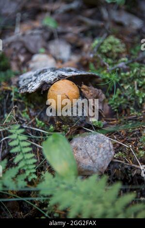 Petit beau champignon brun de peuplier faux-tremble de sous l'écorce déchue d'un bouleau, feuilles d'automne, mousse et haute herbe dans une forêt lettone légère Banque D'Images