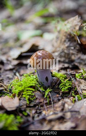 Petit champignon brun magnifique couvert de mucus reflétant le ciel et les arbres dans les feuilles et la mousse tombées dans une forêt lettone d'automne léger