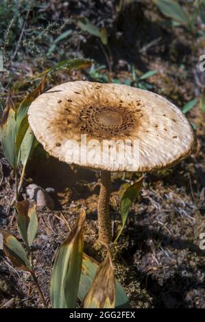 Intéressant brun gros tabouret tête de champignon sur la jambe mince dans l'herbe haute en automne forêt lettonne Banque D'Images