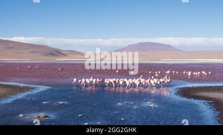 Groupe de flamants se nourrissant dans le lagon rose des montagnes andines en Bolivie Banque D'Images