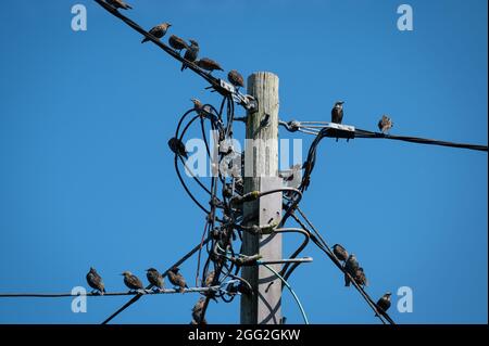 Jeunes étoiles [Sturnus vulgaris] sur des lignes électriques sous le soleil de l'été. Banque D'Images