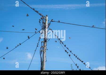 Jeunes étoiles [Sturnus vulgaris] sur des lignes électriques sous le soleil de l'été. Banque D'Images