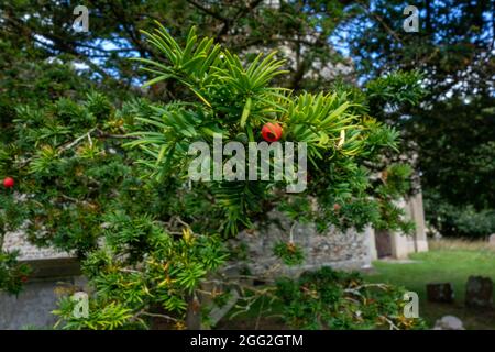 Église de Bergh Apton, arbre à Yew, Taxus baccata Banque D'Images