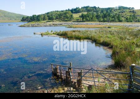 Pays de Galles, parc national de Snowdonia. Paysage du lac Gader par forêt de Beddgeltert. Ambiance d'été tranquille avec des eaux calmes en premier plan et un hil boisé Banque D'Images