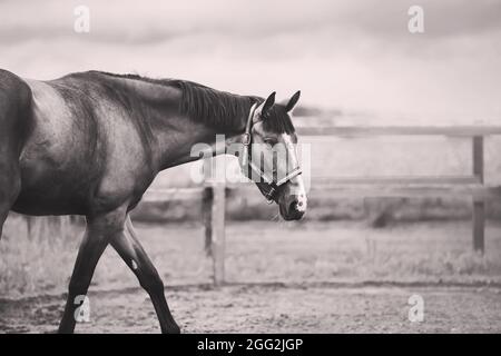 Une image en noir et blanc d'un beau cheval de baie avec un halter sur son museau, qui broute dans un enclos sur une ferme par une journée nuageuse. La vie équestre Banque D'Images