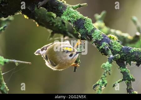 Gros plan d'un oiseau de Goldcrest, Regulus regulus, qui fourrasse à travers des branches d'arbres et de brousse. Banque D'Images