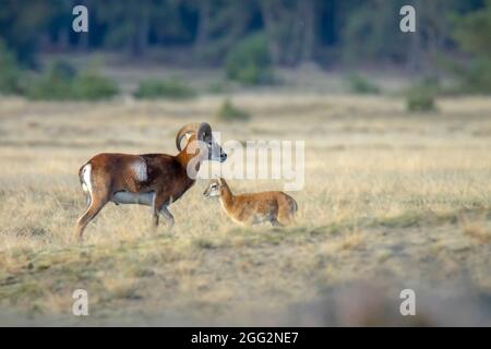 Mouflon (Ovis gmelini) fourragent dans une forêt Banque D'Images