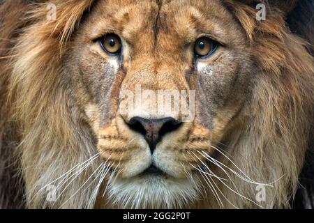 Liberec, République tchèque. 28 août 2021. Le lion de Barbarie a appelé Terry pendant les jours de pluie à l'enceinte extérieure dans Liberec Zoo i la République tchèque. (Credit image: © Slavek Ruta/ZUMA Press Wire) Banque D'Images