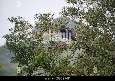 Deux singes bleus ou singes diademés (Cercopithecus mitis) dormant sur une branche, Parc national d'Arusha, Tanzanie Afrique Banque D'Images