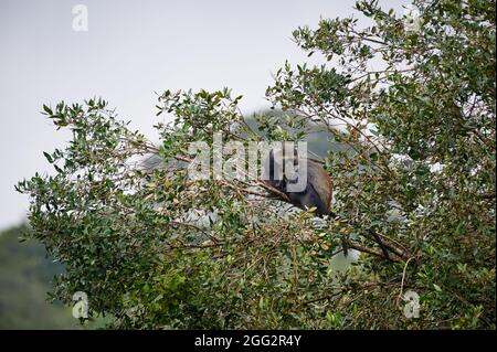 Deux singes bleus ou singes diademés (Cercopithecus mitis) dormant sur une branche, Parc national d'Arusha, Tanzanie Afrique Banque D'Images