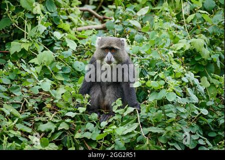 Singe bleu ou singe diademed (Cercopithecus mitis) assis sur une branche, Parc national d'Arusha, Tanzanie Afrique Banque D'Images