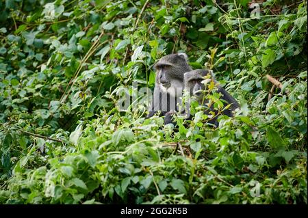 Deux singes bleus ou singes diademés (Cercopithecus mitis), Parc national d'Arusha, Tanzanie Afrique Banque D'Images