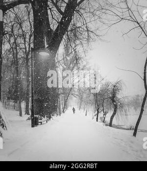 Scène hivernale noire et blanche avec une personne seule marchant dans un blizzard le long d'une allée d'arbres dans le parc enneigé. Silhouette de Wanderer sur un chemin dans un silen Banque D'Images