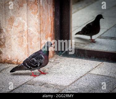 Pigeon oiseau observant son miroir, gros plan photo d'un oiseau observant son miroir Banque D'Images