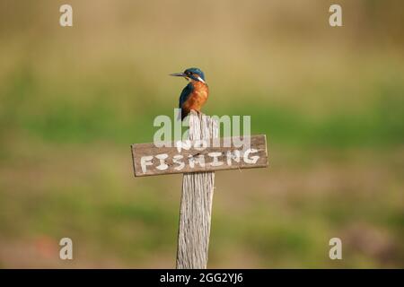 Kingfisher le matin de l'été assis sur le panneau « pas de pêche » Banque D'Images