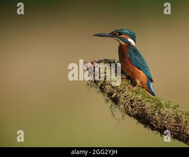 Kingfisher le matin d'été assis sur le poste couvert de mousse Banque D'Images