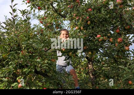 Un petit garçon dans un arbre rempli de pommes rouges mûres un jour d'été dans le verger Banque D'Images