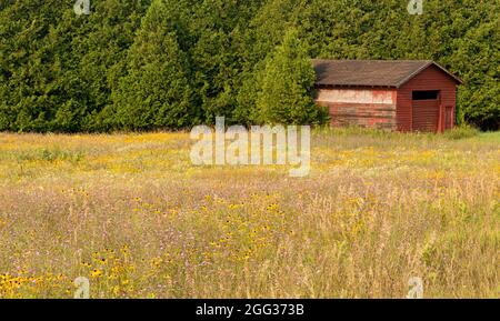 Champ fleuri dans le nord du Michigan et grange rouge Banque D'Images