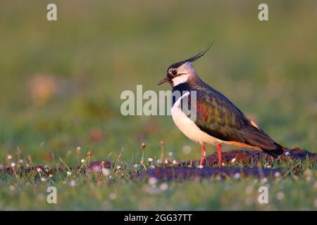 Un mâle adulte de la branche du Laponge du Nord (Vanellus vanellus) dans le plumage de reproduction sur l'Uist du Nord, Hébrides extérieures, Écosse Banque D'Images