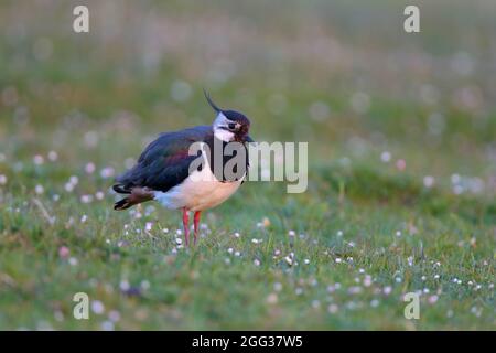 Un mâle adulte de la branche du Laponge du Nord (Vanellus vanellus) dans le plumage de reproduction sur l'Uist du Nord, Hébrides extérieures, Écosse Banque D'Images