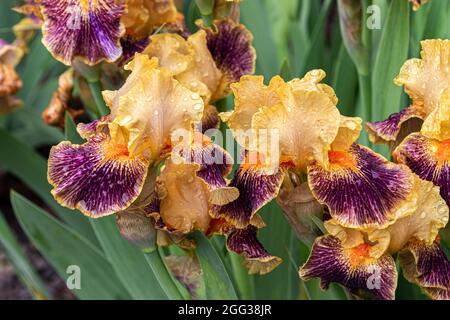 Groupe d'iris de 'pèlerium' qui fleuris les uns les autres; feuilles d'or et de violet-rouge. Gouttes de pluie sur les pétales. Plantes vertes en arrière-plan. Banque D'Images