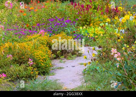Un chemin entre différentes fleurs multicolores colorées dans un jardin botanique, parc, dans un lit de fleurs au soleil d'automne, saison d'automne, dans l'e Banque D'Images