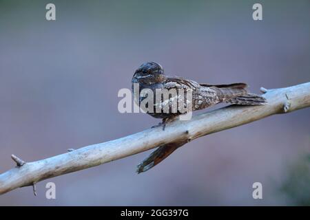 Un Nightjar eurasien (Caprimulgus europaeus) ou un Nightjar européen adulte au crépuscule à Suffolk, au Royaume-Uni, pris dans la lumière naturelle Banque D'Images