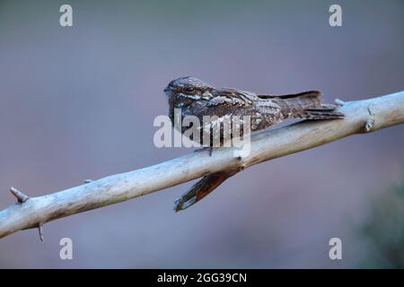 Un Nightjar eurasien (Caprimulgus europaeus) ou un Nightjar européen adulte au crépuscule à Suffolk, au Royaume-Uni, pris dans la lumière naturelle Banque D'Images