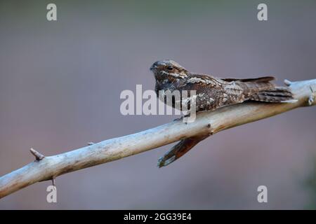 Un Nightjar eurasien (Caprimulgus europaeus) ou un Nightjar européen adulte au crépuscule à Suffolk, au Royaume-Uni, pris dans la lumière naturelle Banque D'Images