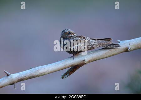 Un Nightjar eurasien (Caprimulgus europaeus) ou un Nightjar européen adulte au crépuscule à Suffolk, au Royaume-Uni, pris dans la lumière naturelle Banque D'Images