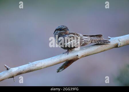 Un Nightjar eurasien (Caprimulgus europaeus) ou un Nightjar européen adulte au crépuscule à Suffolk, au Royaume-Uni, pris dans la lumière naturelle Banque D'Images