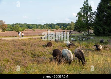 Mouton Heath allemand, bruyère de floraison près de Wilsede, Luneburg Heath, Basse-Saxe, Allemagne Banque D'Images