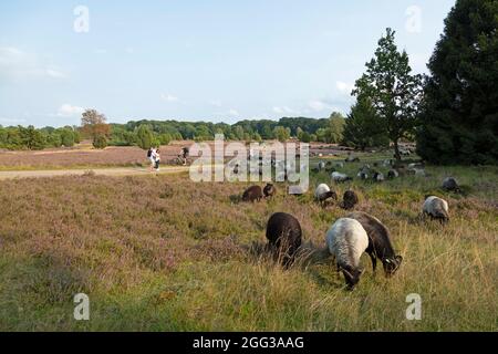 Mouton Heath allemand, bruyère de floraison près de Wilsede, Luneburg Heath, Basse-Saxe, Allemagne Banque D'Images