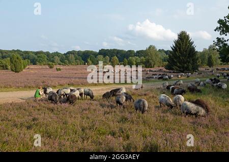 Mouton Heath allemand, bruyère de floraison près de Wilsede, Luneburg Heath, Basse-Saxe, Allemagne Banque D'Images