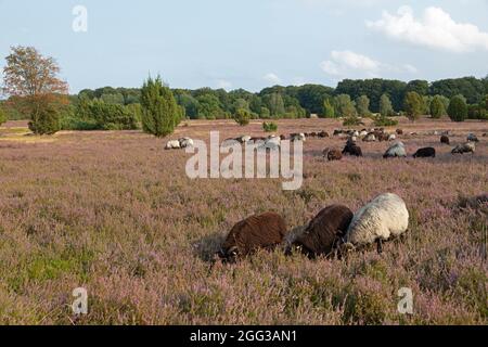 Mouton Heath allemand, bruyère de floraison près de Wilsede, Luneburg Heath, Basse-Saxe, Allemagne Banque D'Images