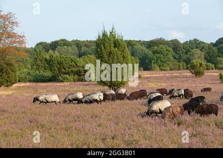 Mouton Heath allemand, bruyère de floraison près de Wilsede, Luneburg Heath, Basse-Saxe, Allemagne Banque D'Images